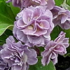 Auricula Susannah - Abriachan Nurseries